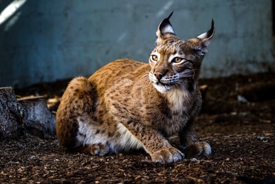 Lynx cat
